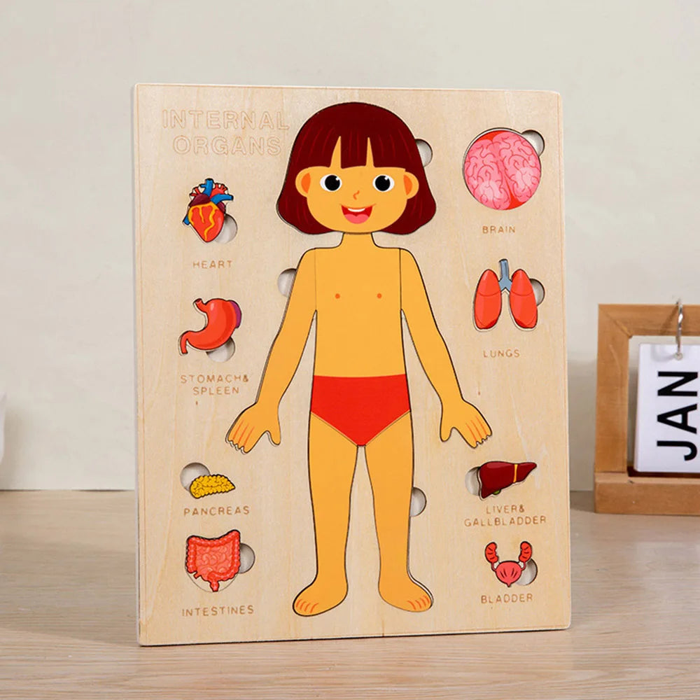 Montessori Holzpuzzle Menschlicher Körper – Organe & Körperteile kennenlernen (ab 3 Jahre)