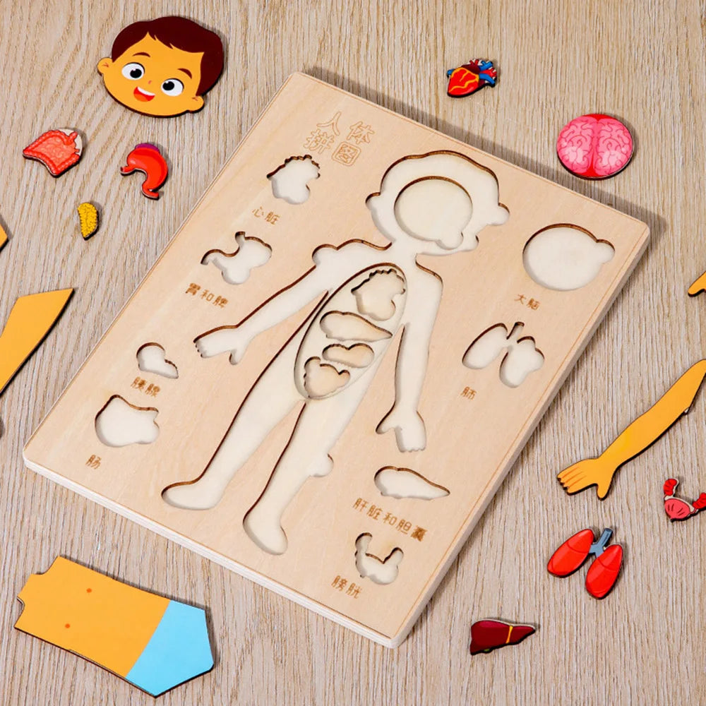 Montessori Holzpuzzle Menschlicher Körper – Organe & Körperteile kennenlernen (ab 3 Jahre)