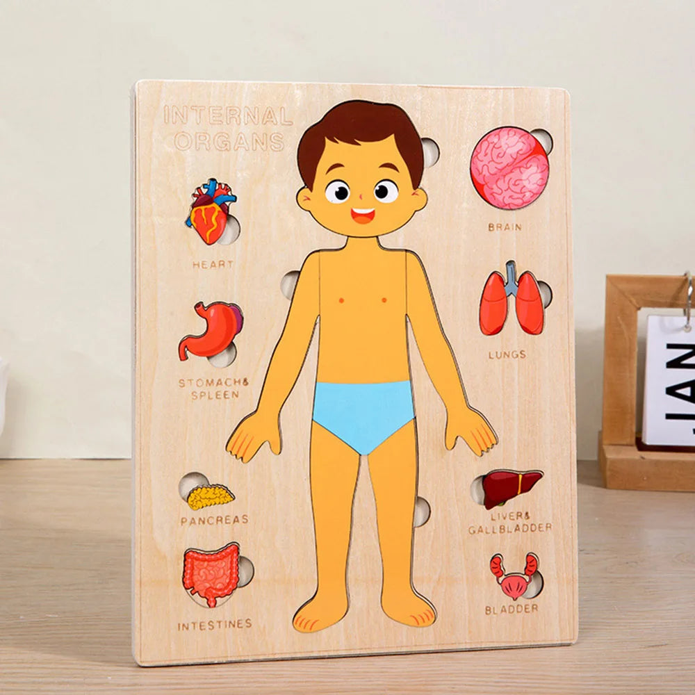 Montessori Holzpuzzle Menschlicher Körper – Organe & Körperteile kennenlernen (ab 3 Jahre)