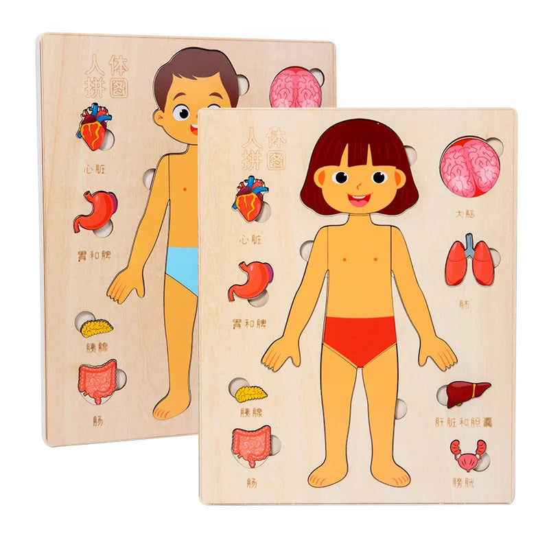 Montessori Holzpuzzle Menschlicher Körper – Organe & Körperteile kennenlernen (ab 3 Jahre)