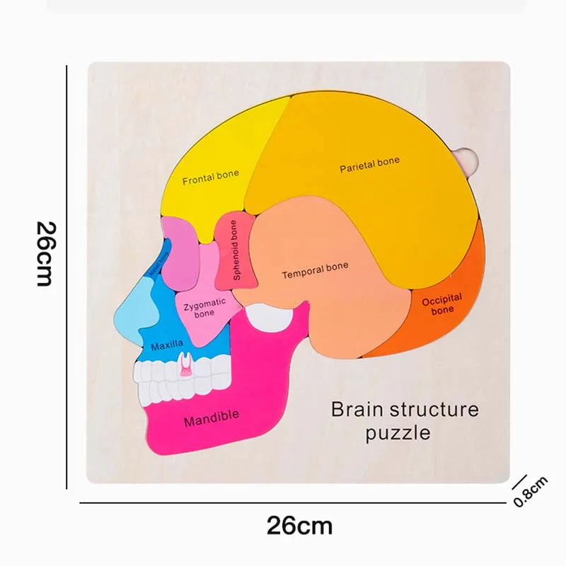 Montessori Holzpuzzle Menschlicher Körper – Organe & Körperteile kennenlernen (ab 3 Jahre)