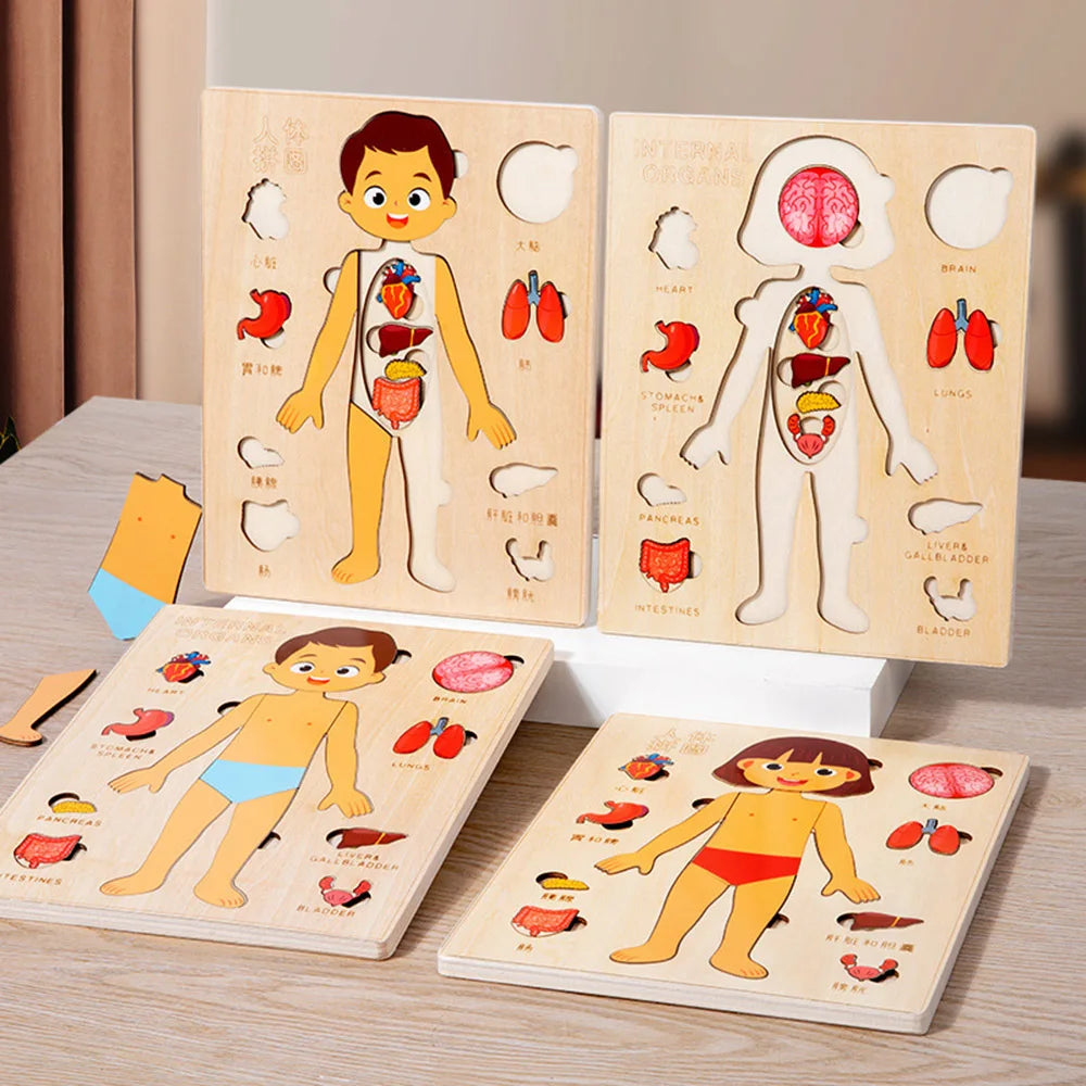 Montessori Holzpuzzle Menschlicher Körper – Organe & Körperteile kennenlernen (ab 3 Jahre)